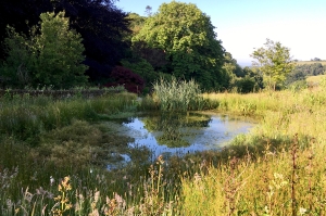 nature-pond-after-1500px Nature ponds with native pond planting and wetland wild flowers