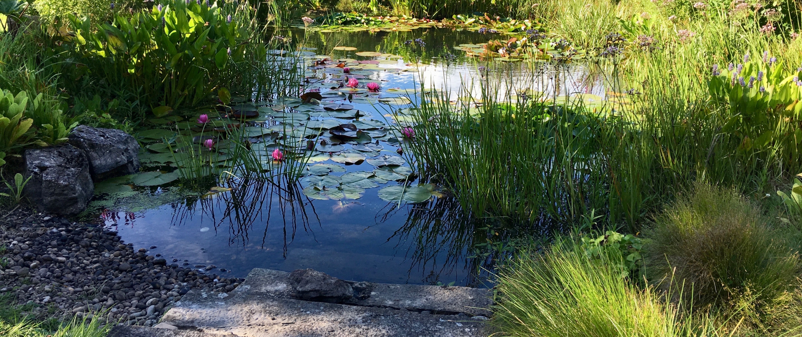 nature-ponds-banner-2880x1210 Nature ponds South Devon & landscaped natural garden ponds